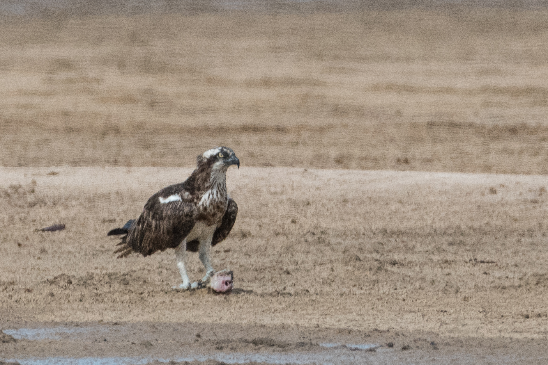 Balbuzard Pêcheur adulte (Osprey, Pandion Haliaetus) finissant un gros poisson sur la zone de comptage des Balbuzards de la lagune Est, Réserve d'intérêt Communautaire de La Somone, Sénégal. 